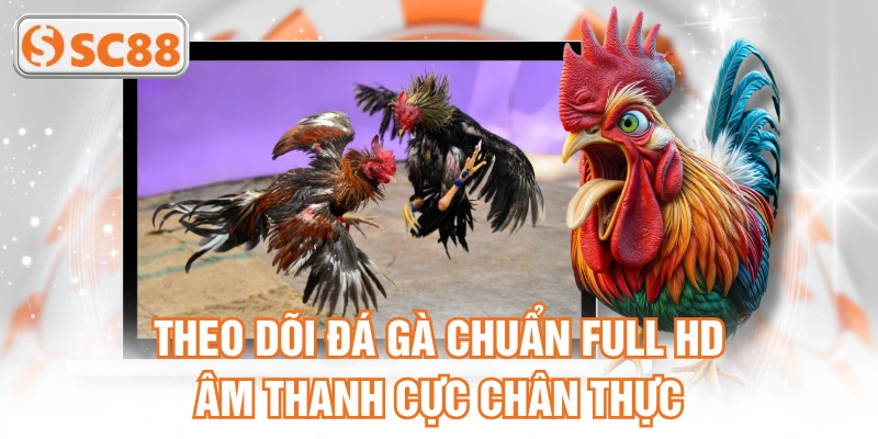 Theo dõi đá gà chuẩn Full HD, âm thanh cực chân thực